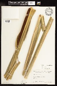 Typha x glauca image