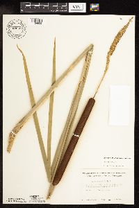 Typha x glauca image