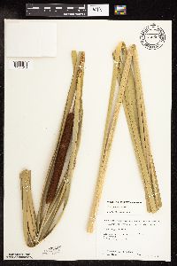 Typha x glauca image