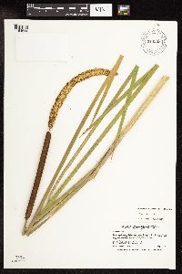 Typha x glauca image