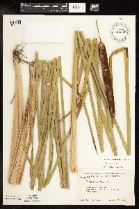 Typha x glauca image