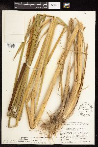 Typha x glauca image