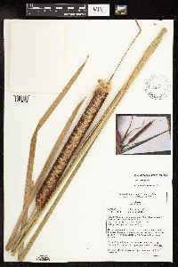 Typha x glauca image