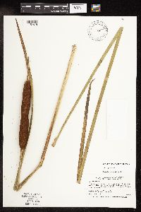 Typha x glauca image