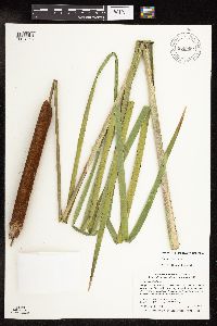 Typha x glauca image