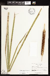 Typha x glauca image