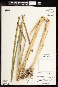 Typha x glauca image