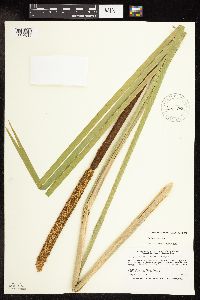 Typha x glauca image