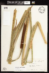 Typha x glauca image