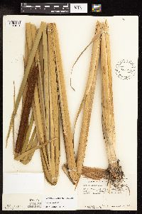 Typha x glauca image