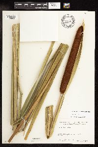 Typha x glauca image