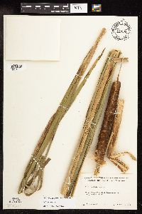 Typha x glauca image