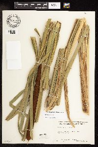 Typha x glauca image