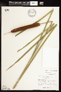 Typha x glauca image