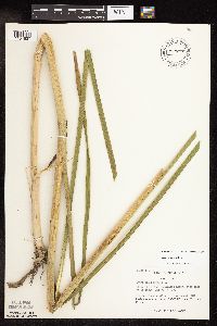 Typha x glauca image