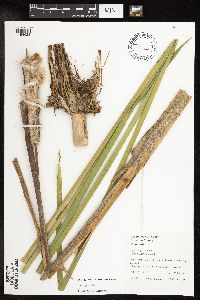 Typha x glauca image