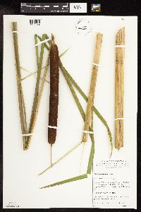 Typha x glauca image