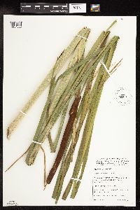 Typha x glauca image