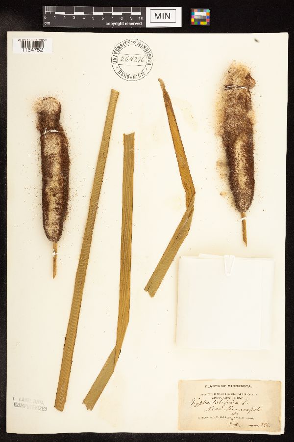 Typha image