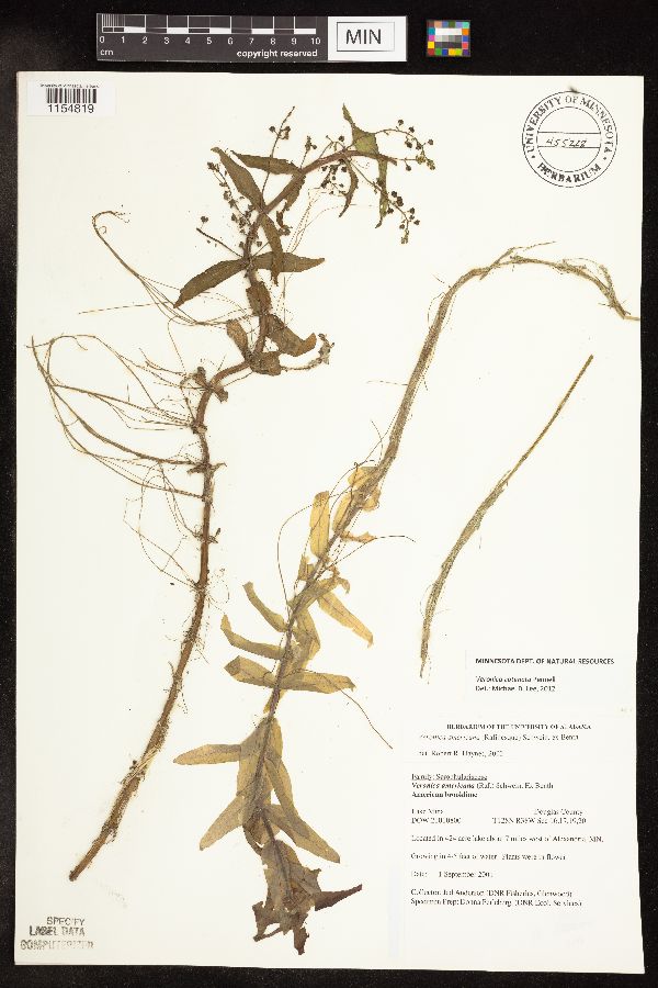 Veronica catenata image