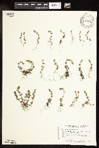 Veronica arvensis image
