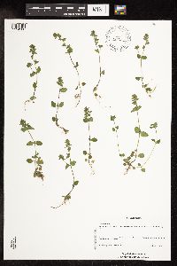 Veronica arvensis image