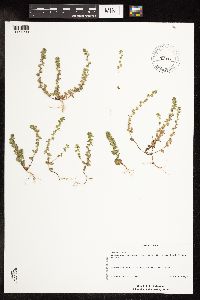 Veronica arvensis image