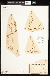 thumbnail image of current specimen