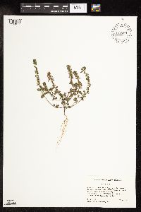 Veronica arvensis image