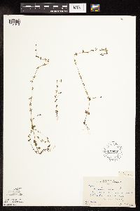 Veronica arvensis image