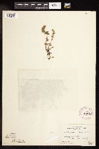 Veronica arvensis image