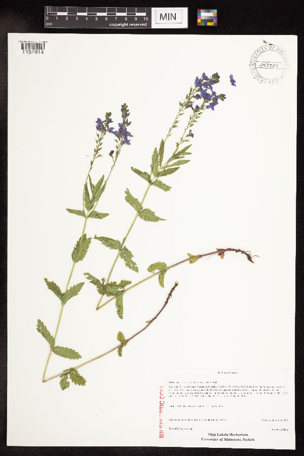 Veronica teucrium image
