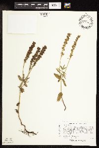 Veronica teucrium image