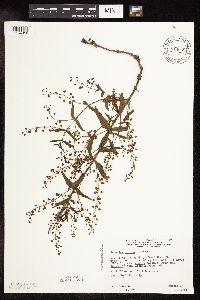thumbnail image of current specimen