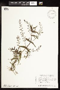 Veronica catenata image