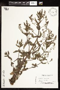 Veronica catenata image