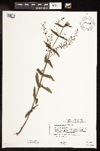 Veronica catenata image