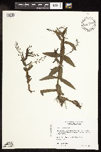Veronica catenata image