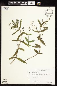 Veronica catenata image