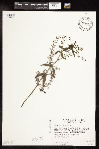 thumbnail image of current specimen