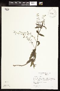 Veronica catenata image