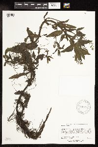 Veronica catenata image