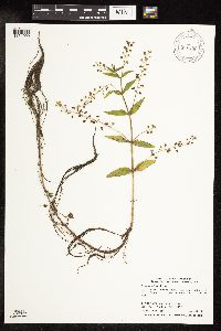 Thumbnail image of current specimen
