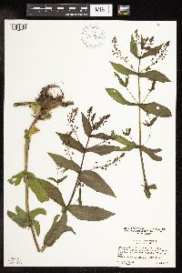 Veronica catenata image