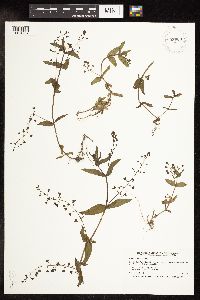 Thumbnail image of current specimen