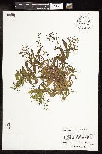 Veronica catenata image
