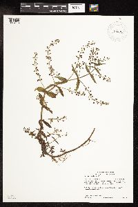 Veronica catenata image