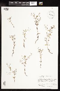 Veronica catenata image