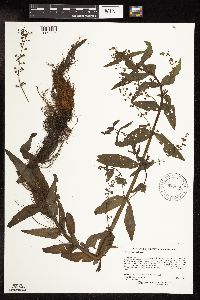 Veronica catenata image