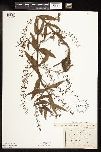 thumbnail image of current specimen